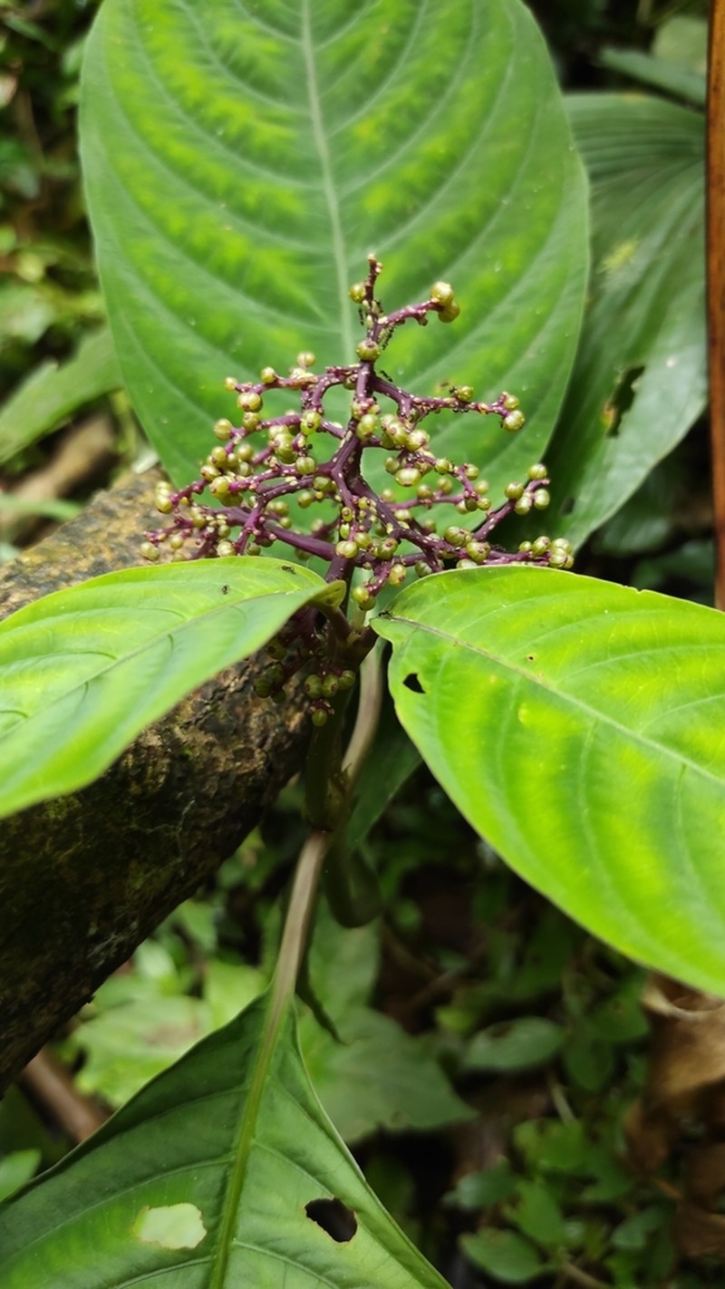 Palicourea carruthersii