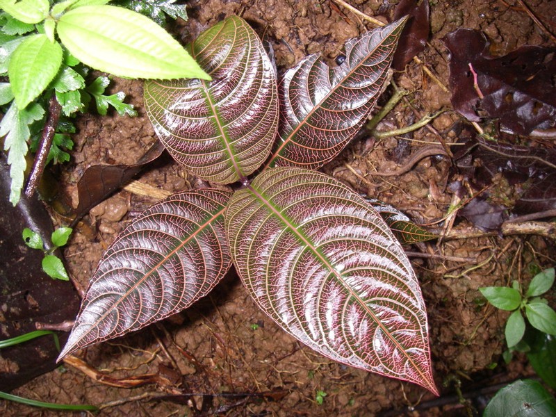Palicourea carruthersii photo 2