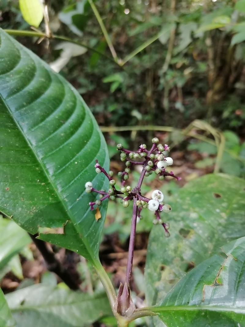 Palicourea carruthersii photo 3