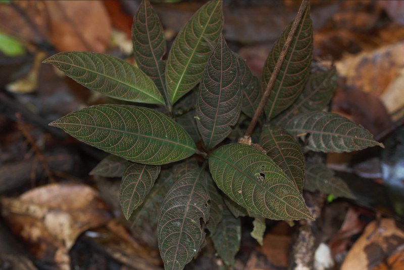 Palicourea carruthersii photo 4