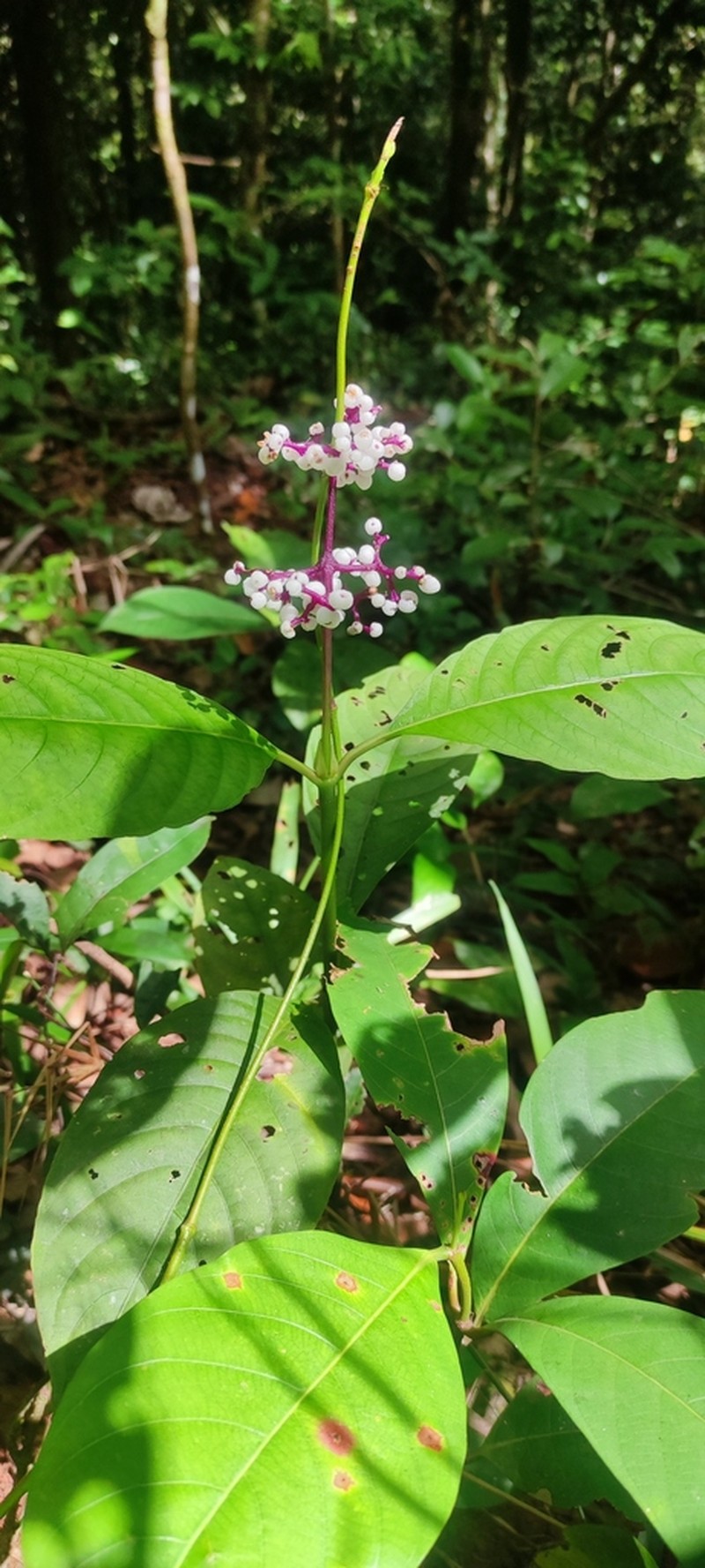 Palicourea carruthersii photo 5
