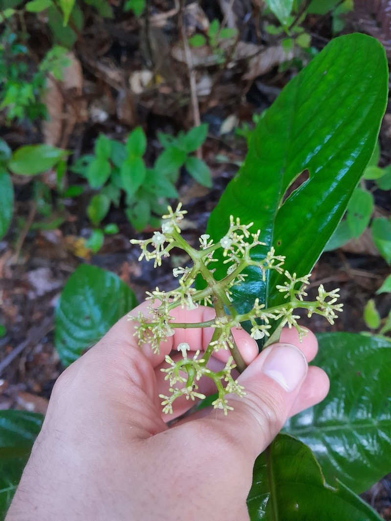 Palicourea carruthersii photo 6
