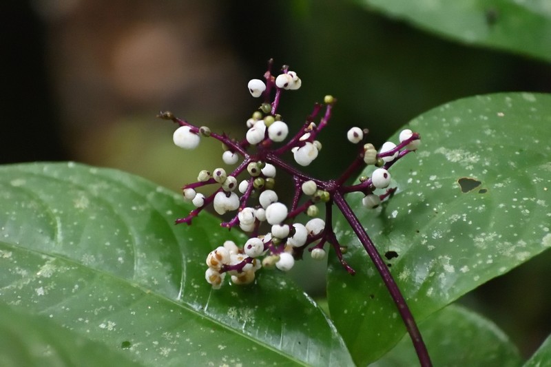 Palicourea carruthersii photo 7