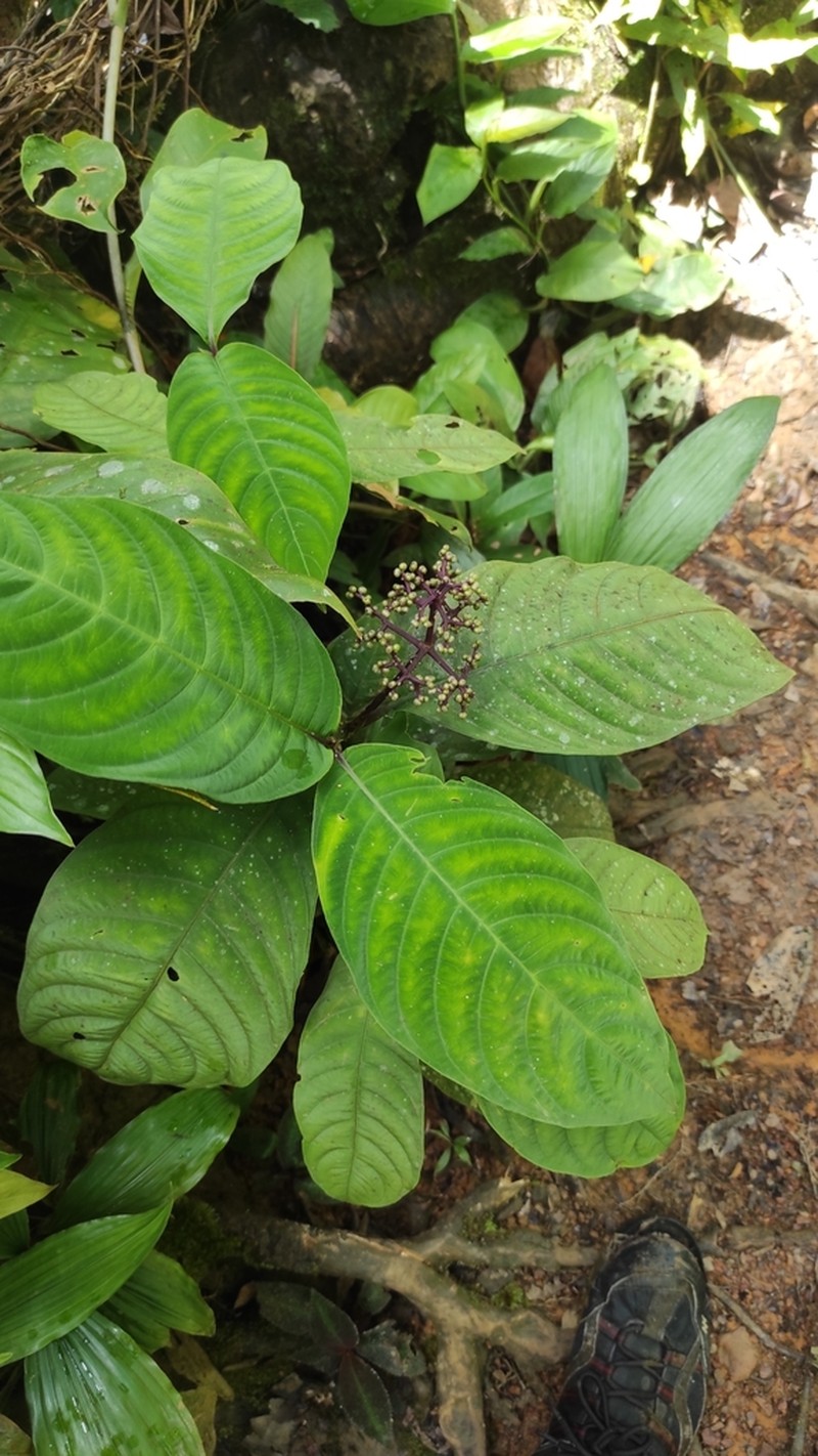 Palicourea carruthersii photo 8
