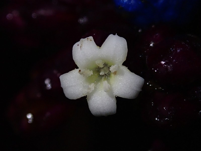 Palicourea cauligera