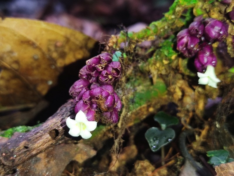 Palicourea cauligera photo 2