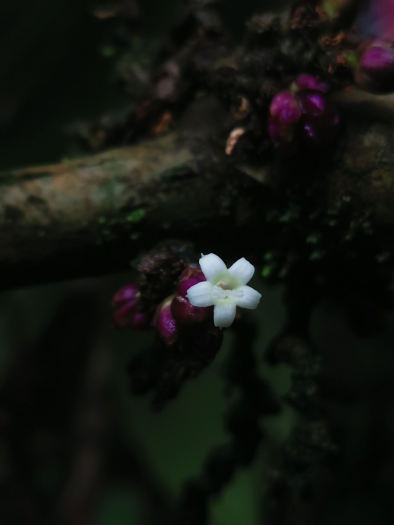 Palicourea cauligera photo 3