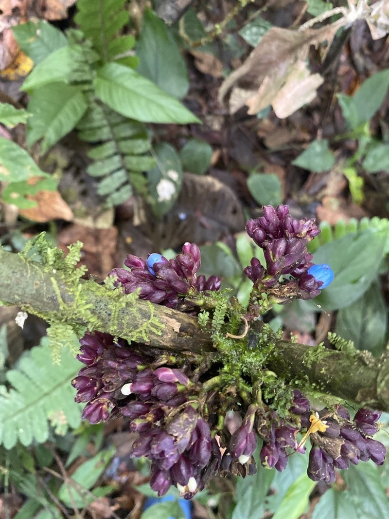 Palicourea cauligera photo 4