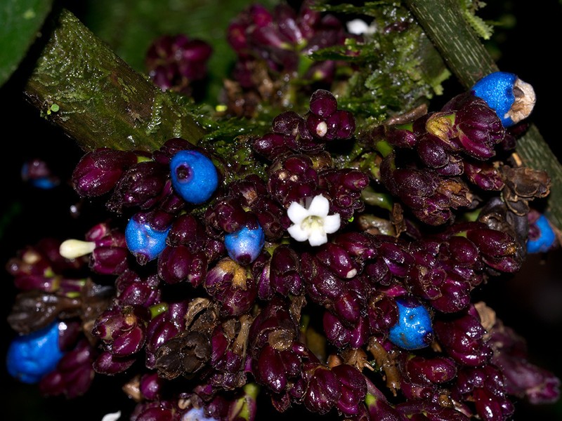 Palicourea cauligera photo 5