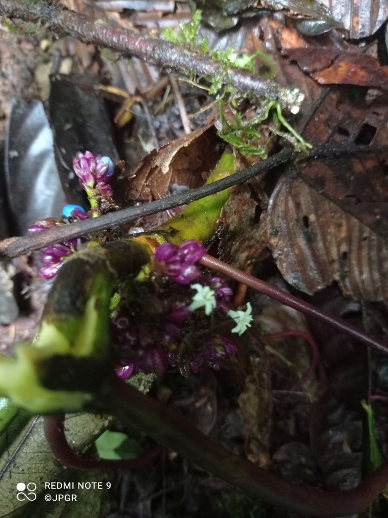 Palicourea cauligera photo 6