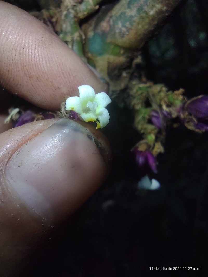 Palicourea cauligera photo 7