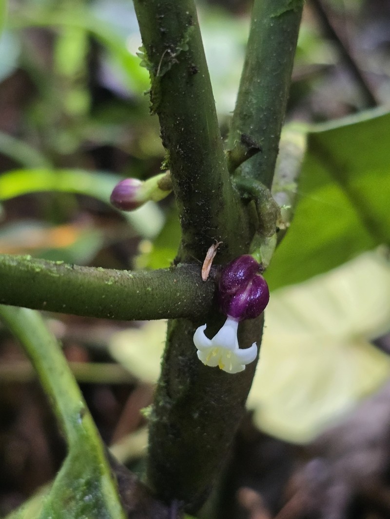 Palicourea cauligera photo 8