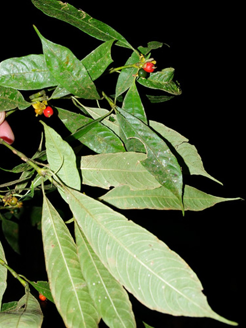 Palicourea cenepensis