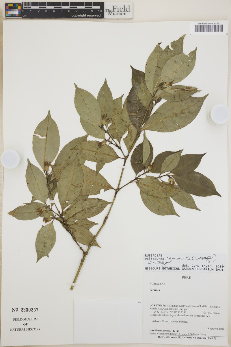Palicourea cenepensis photo 2