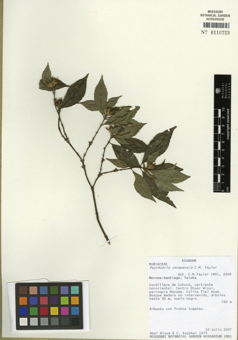 Palicourea cenepensis photo 3