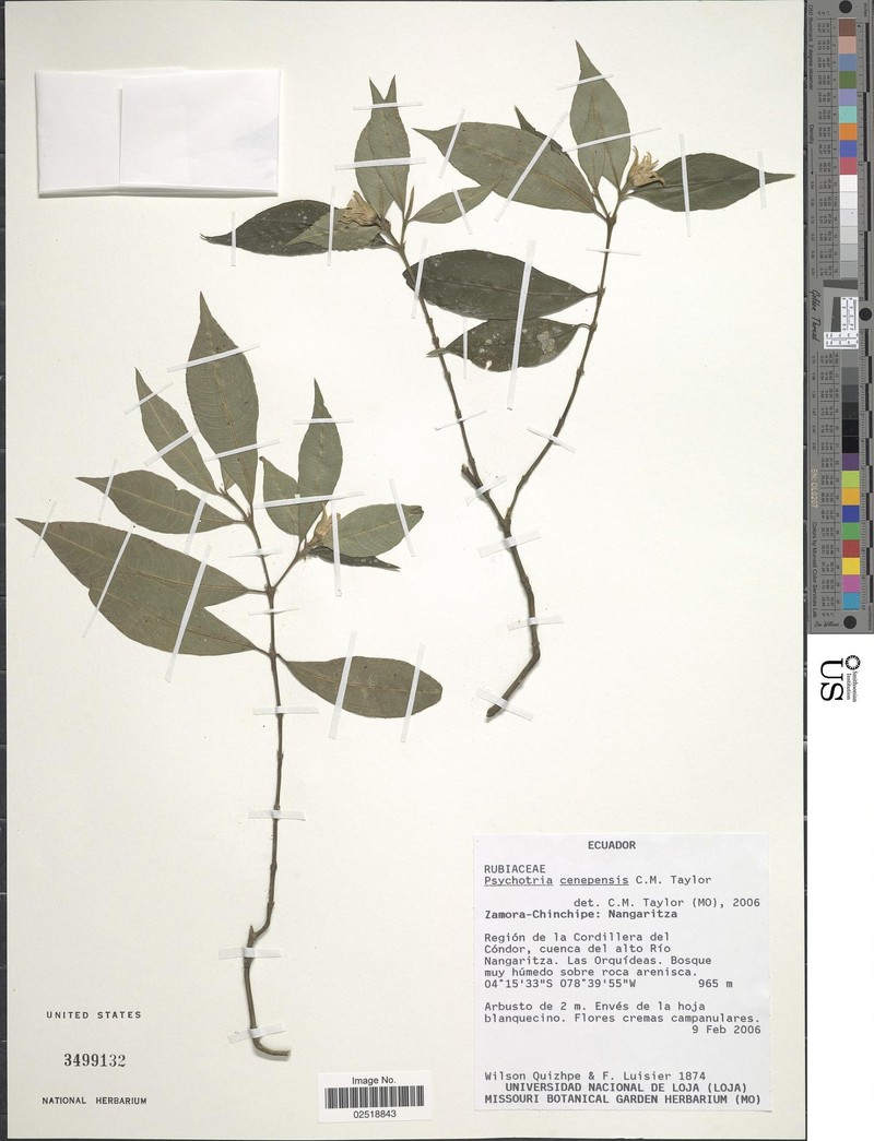 Palicourea cenepensis photo 4