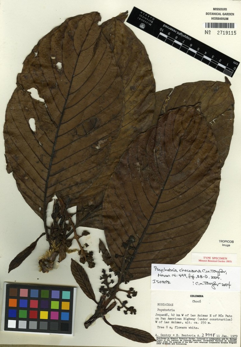 Palicourea chocoana