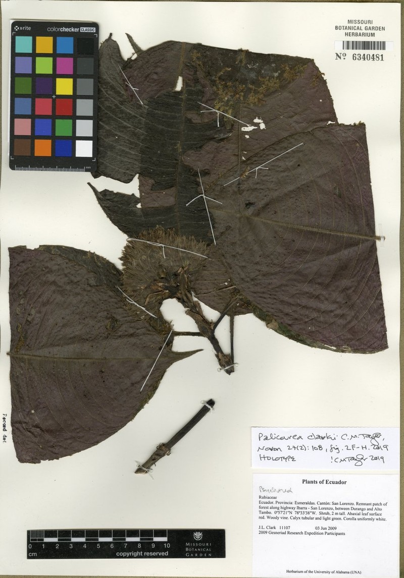 Palicourea clarkii