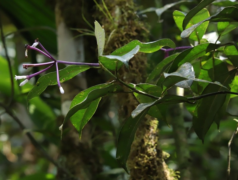 Palicourea conephoroides