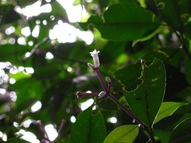Palicourea conephoroides photo 2