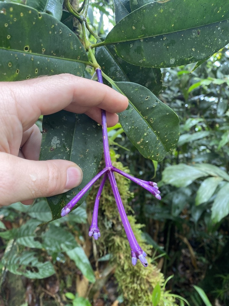 Palicourea conephoroides photo 3