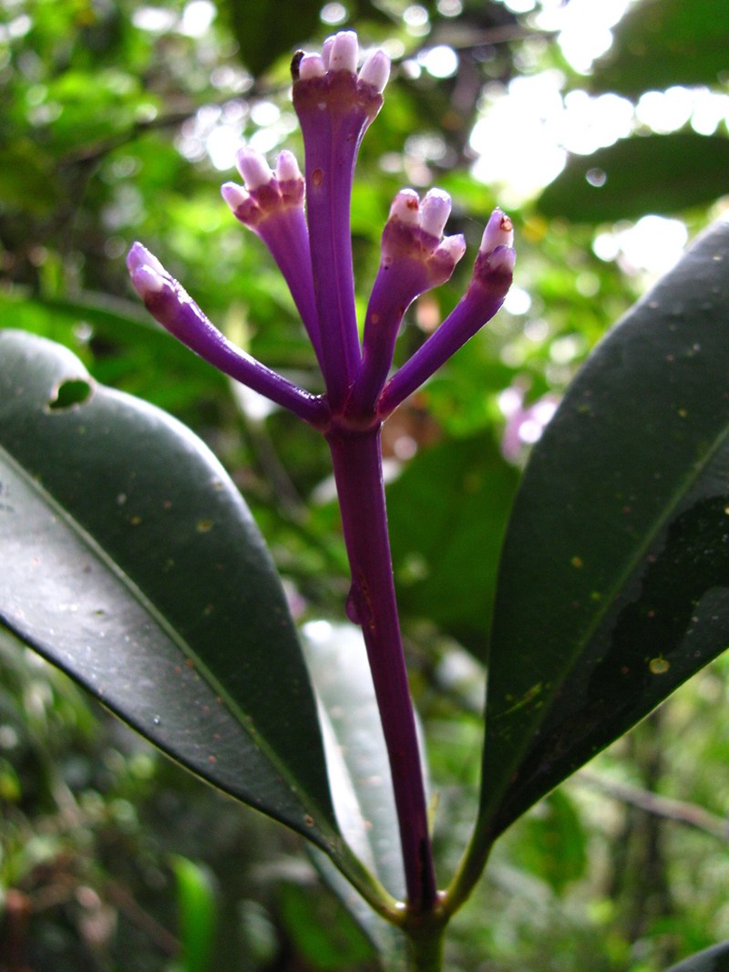 Palicourea conephoroides photo 4