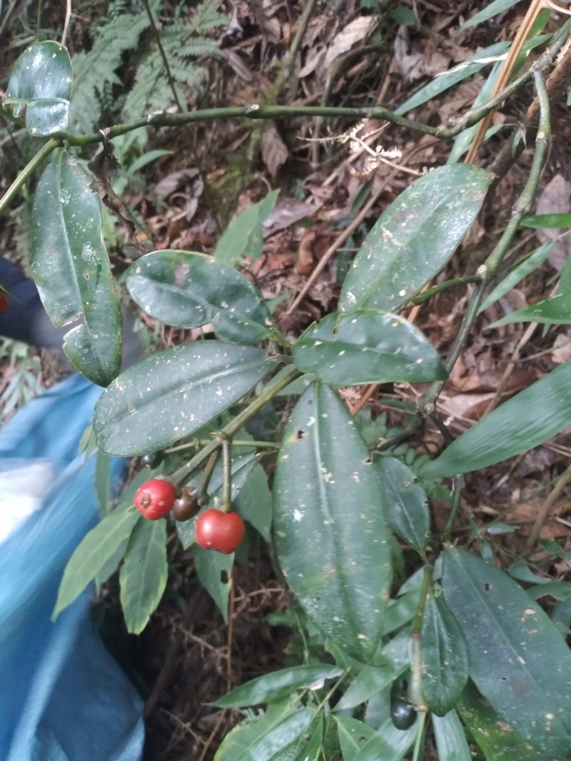 Palicourea conephoroides photo 5