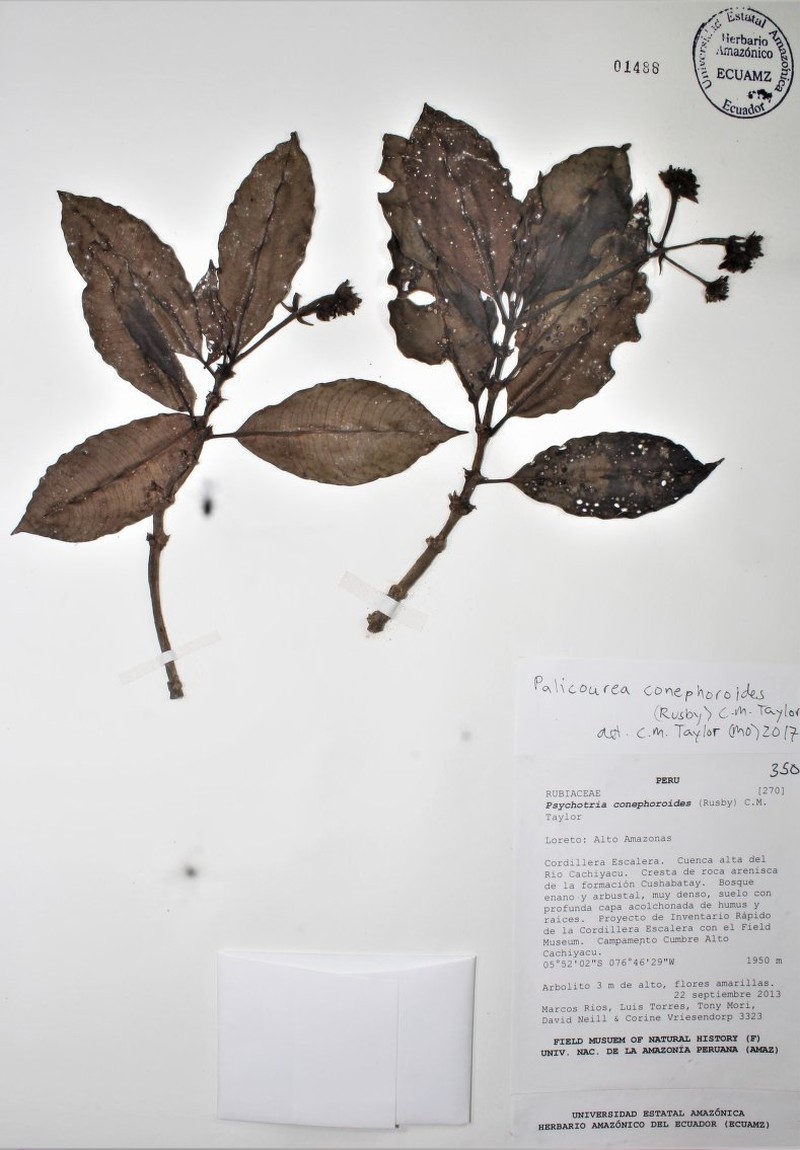 Palicourea conephoroides photo 6