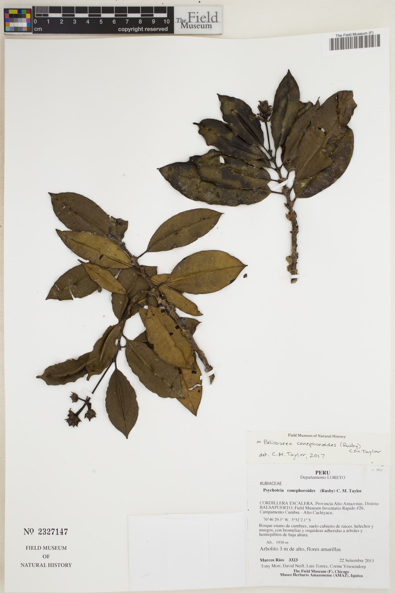 Palicourea conephoroides photo 7