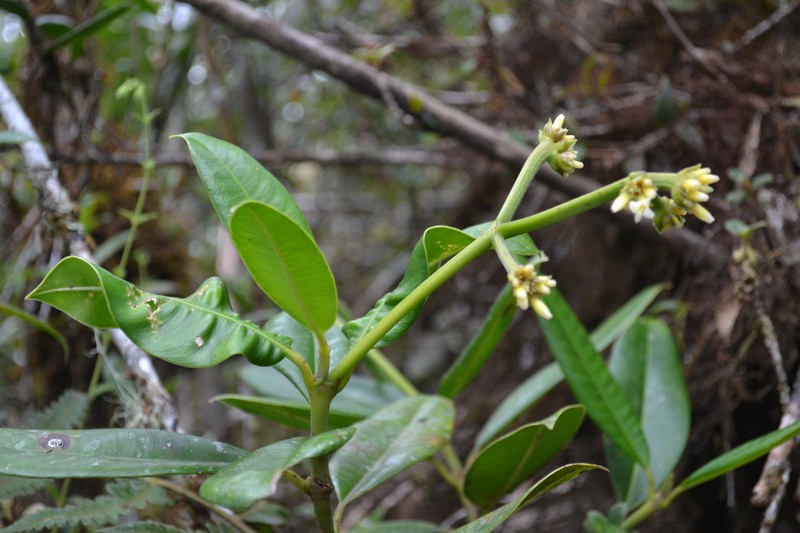 Palicourea conephoroides photo 8