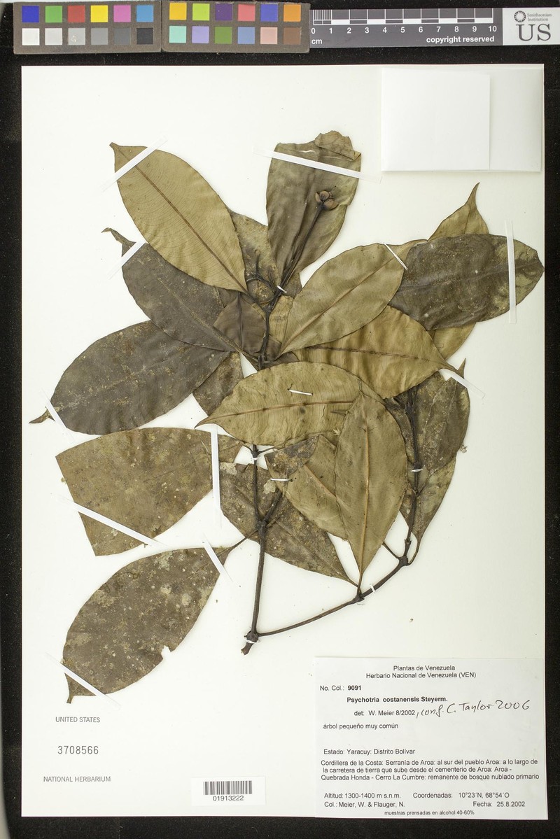 Palicourea costanensis
