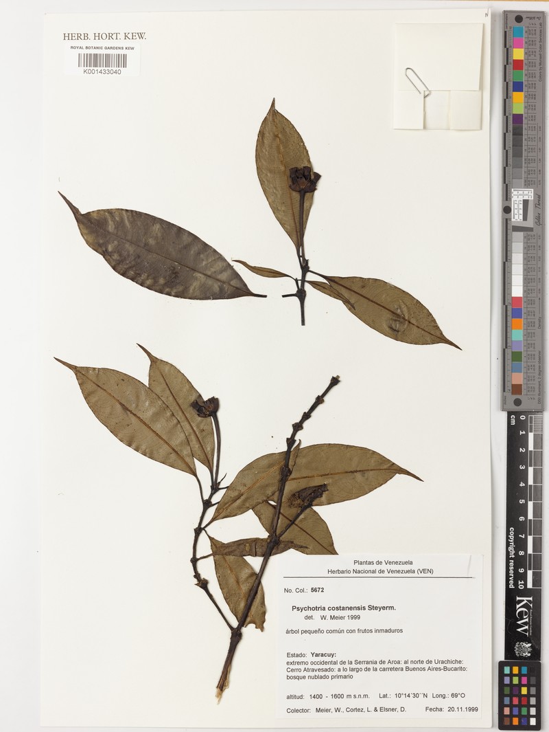 Palicourea costanensis photo 2