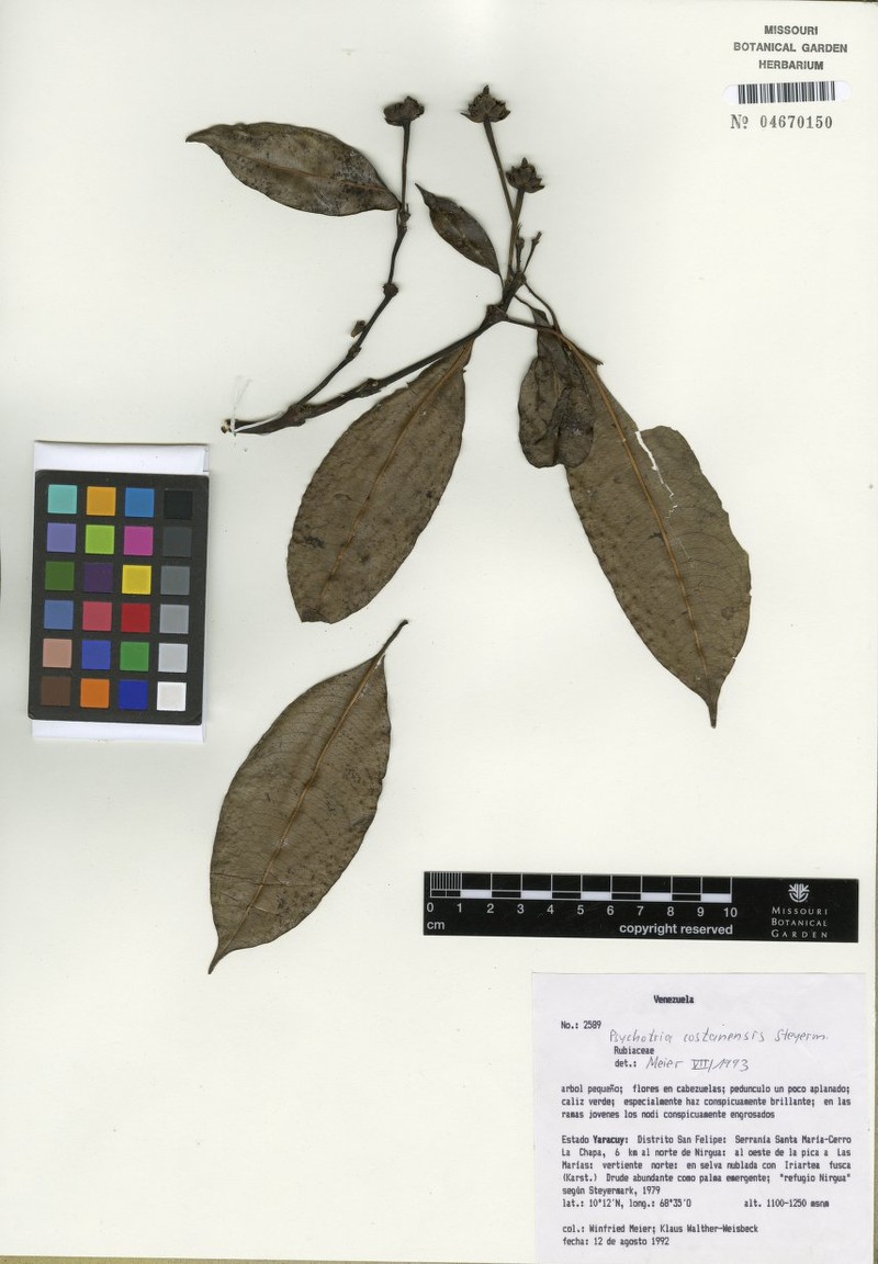 Palicourea costanensis photo 3