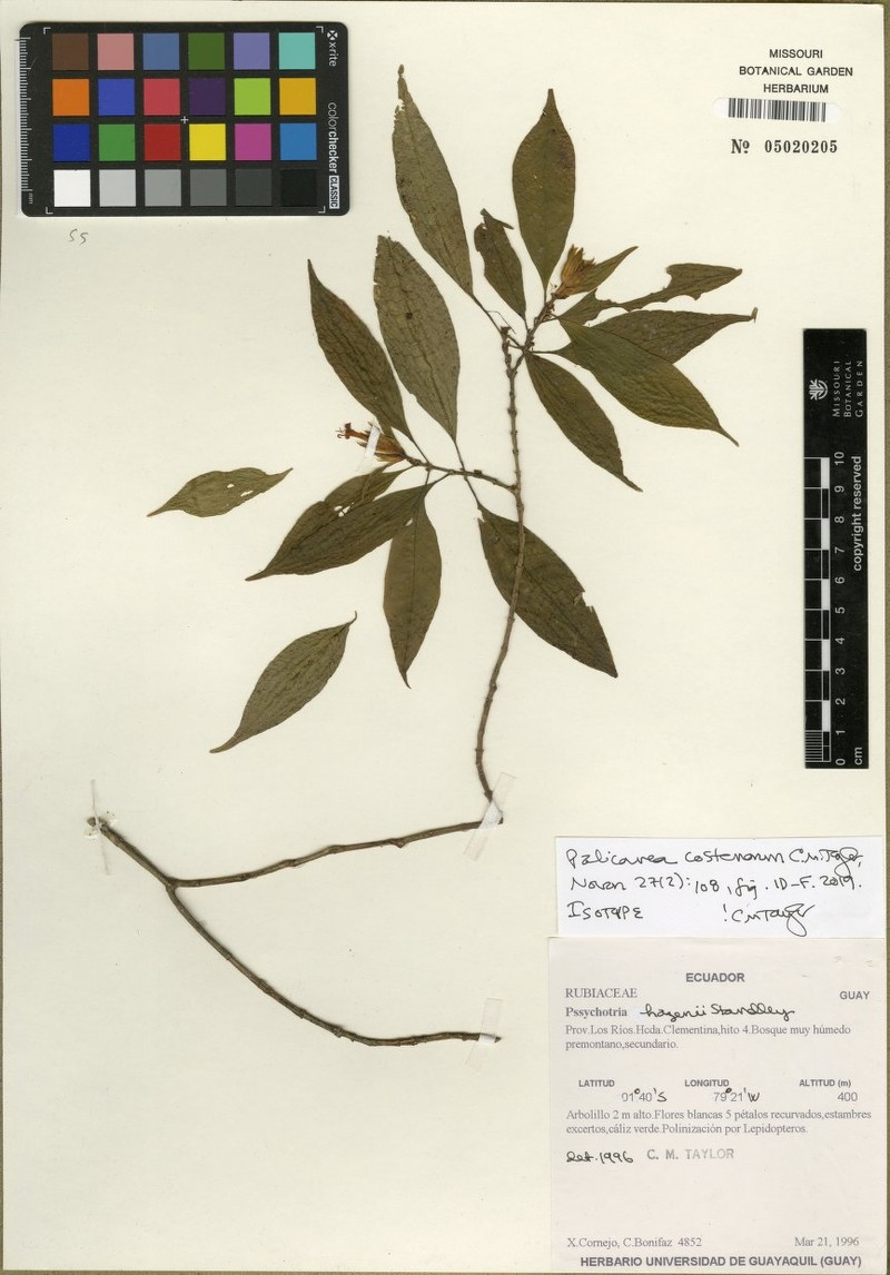 Palicourea costenorum