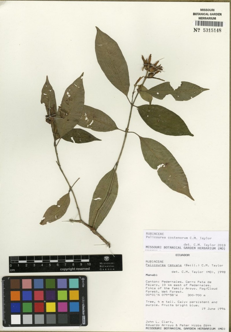 Palicourea costenorum photo 2
