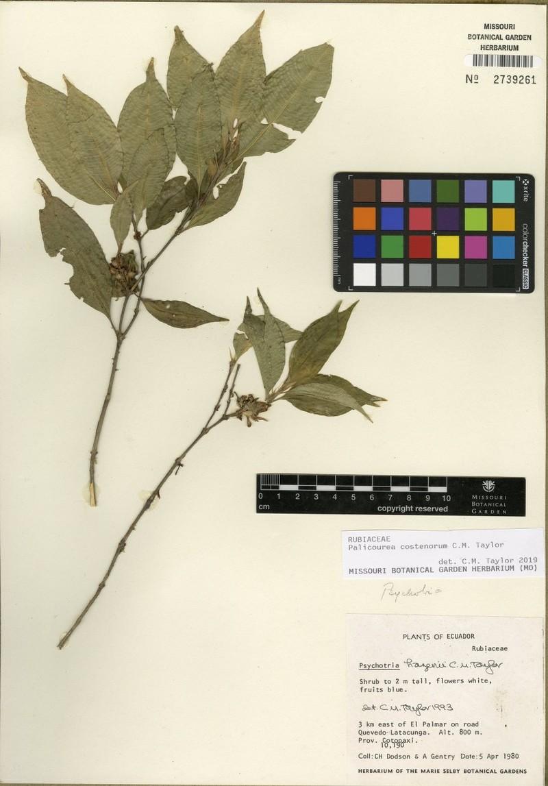 Palicourea costenorum photo 3