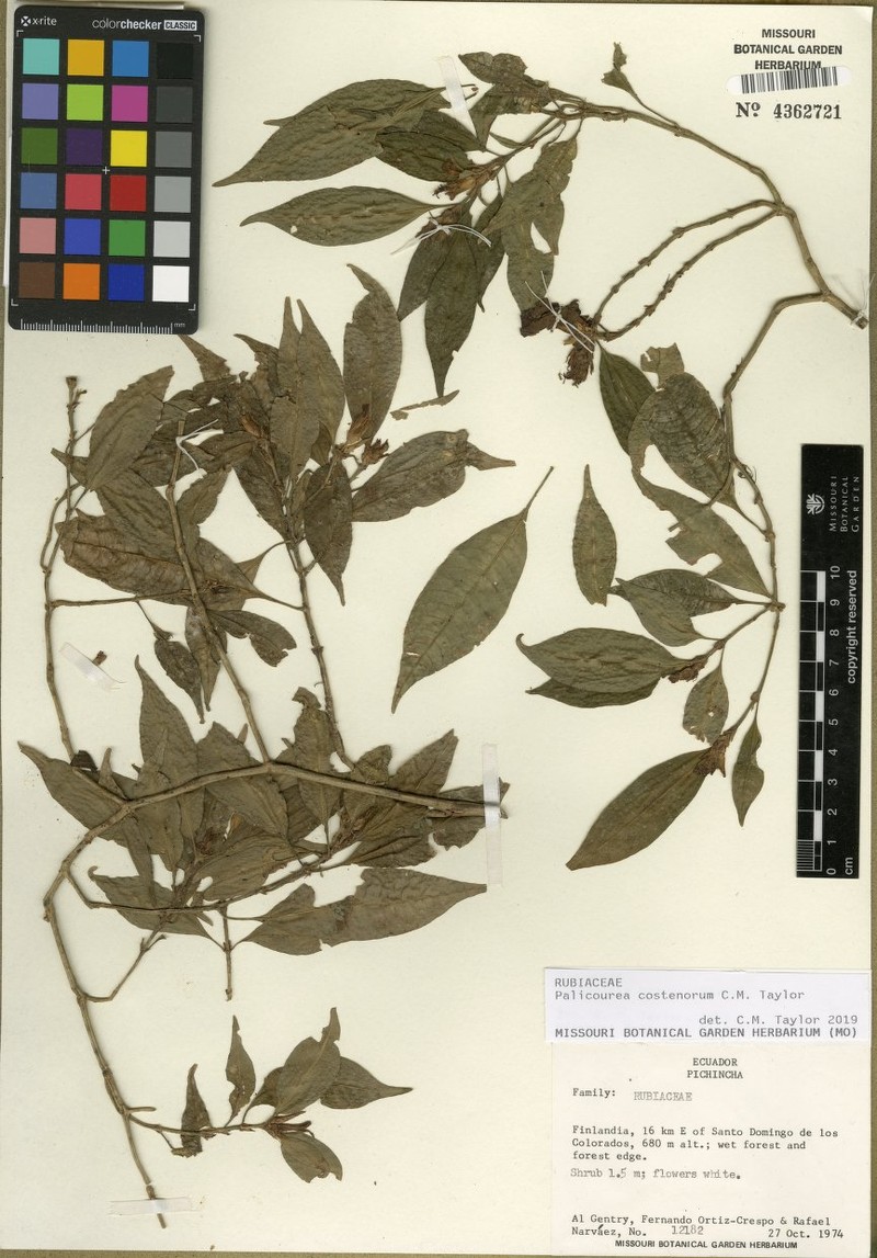 Palicourea costenorum photo 4