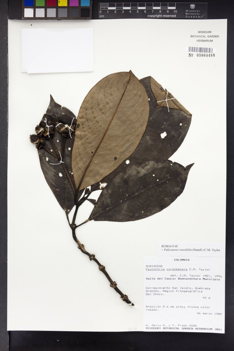 Palicourea crassifolia