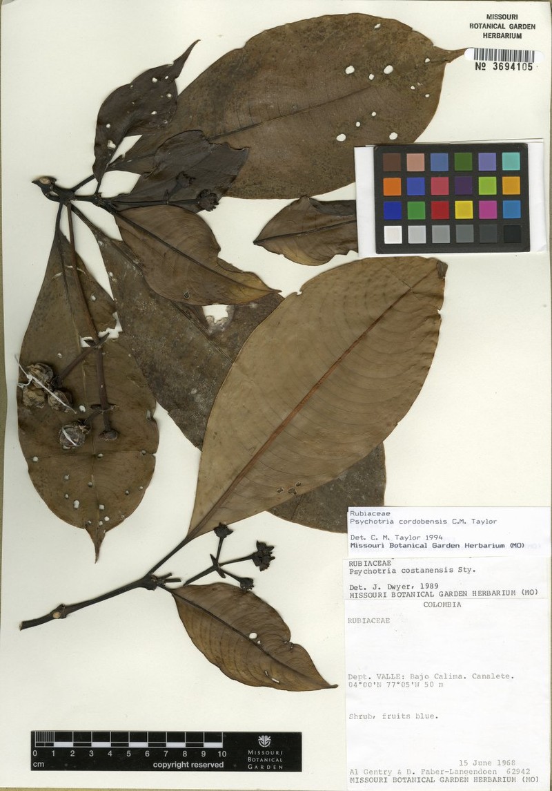 Palicourea crassifolia photo 2