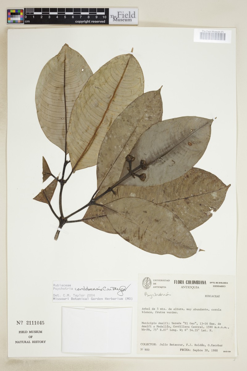 Palicourea crassifolia photo 3