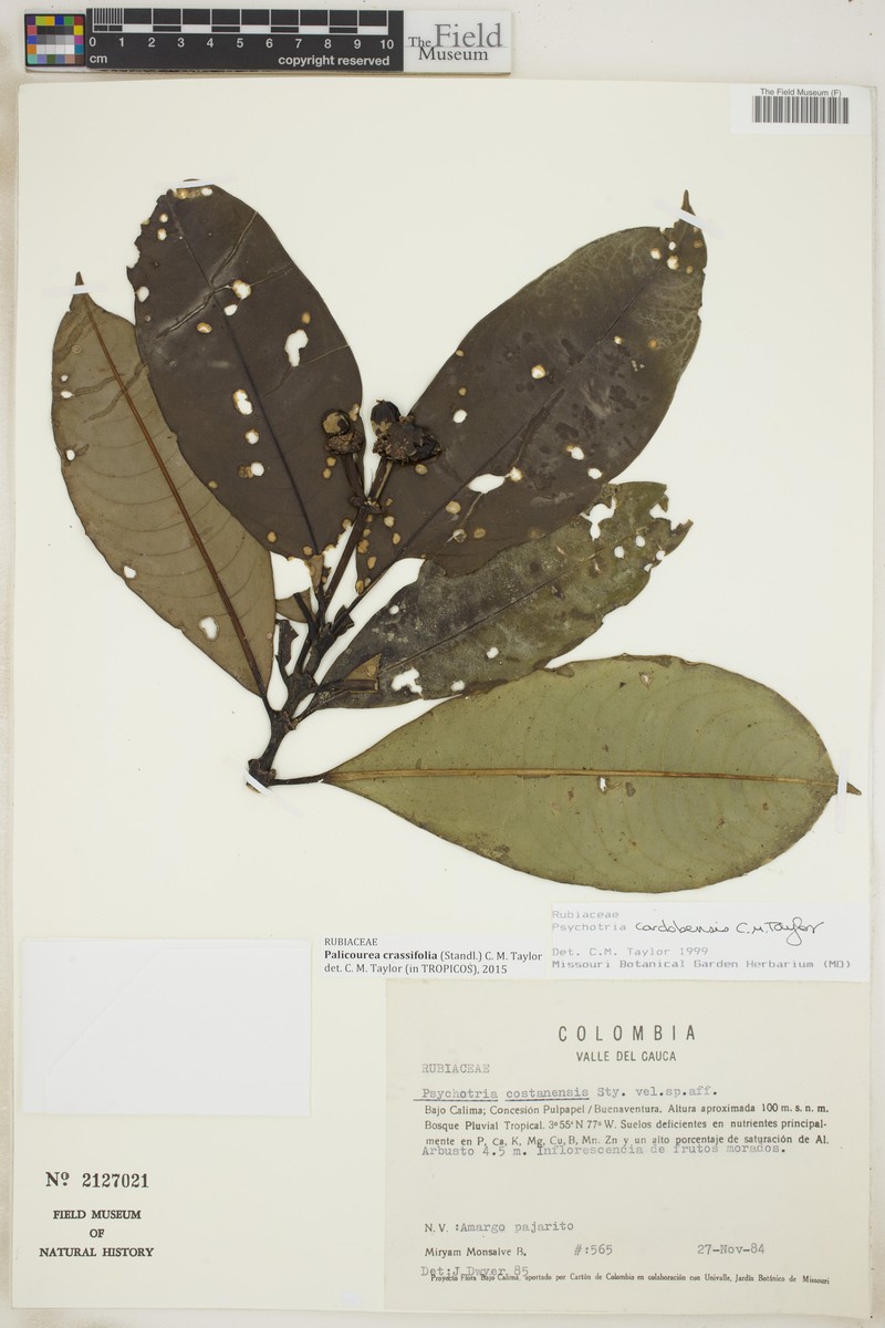 Palicourea crassifolia photo 4