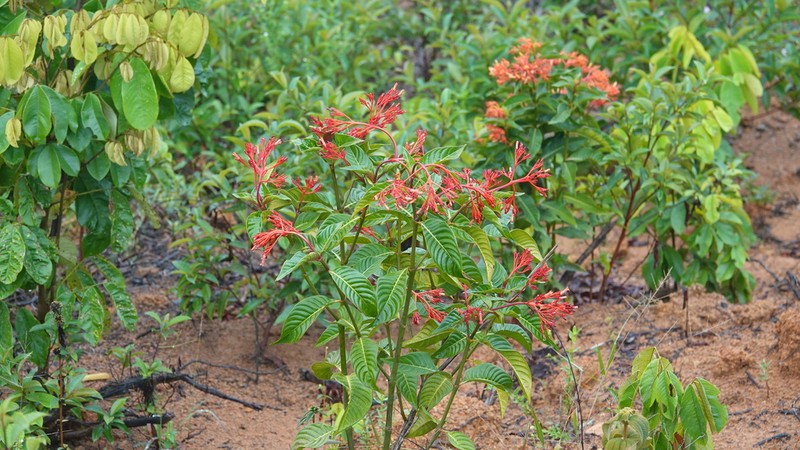 Red Cappel photo 5