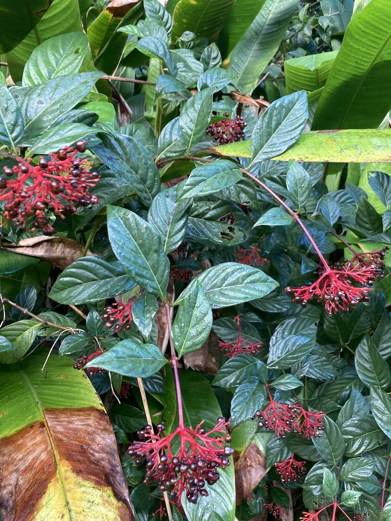 Red Cappel photo 8