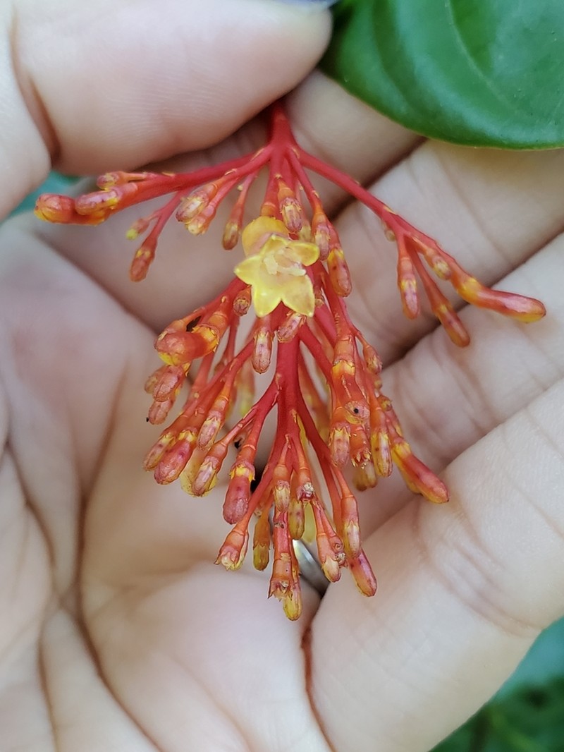 Yellow-Cedar photo 6