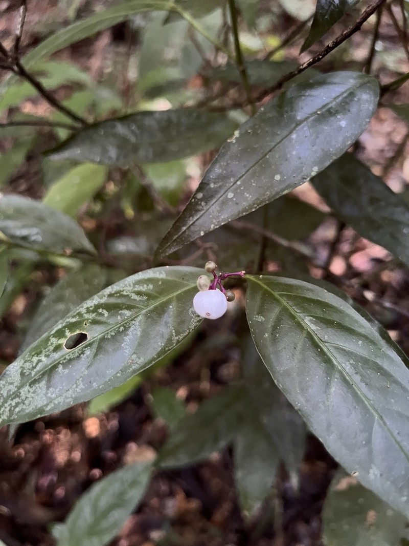 Nodding Wild Coffee