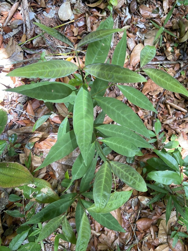 Nodding Wild Coffee photo 4