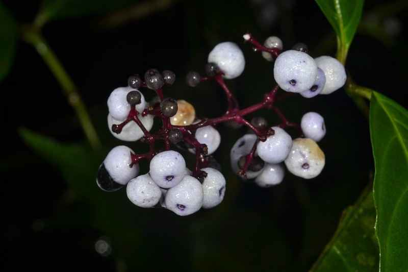 Nodding Wild Coffee photo 8