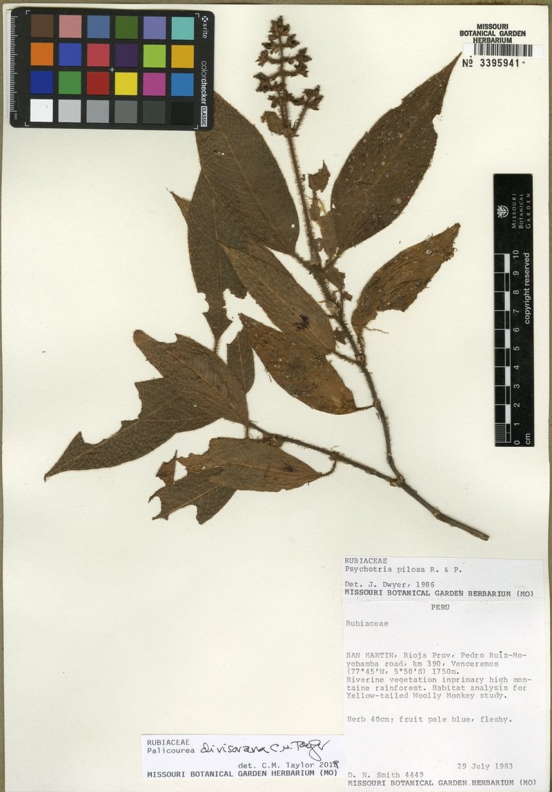 Palicourea divisorana