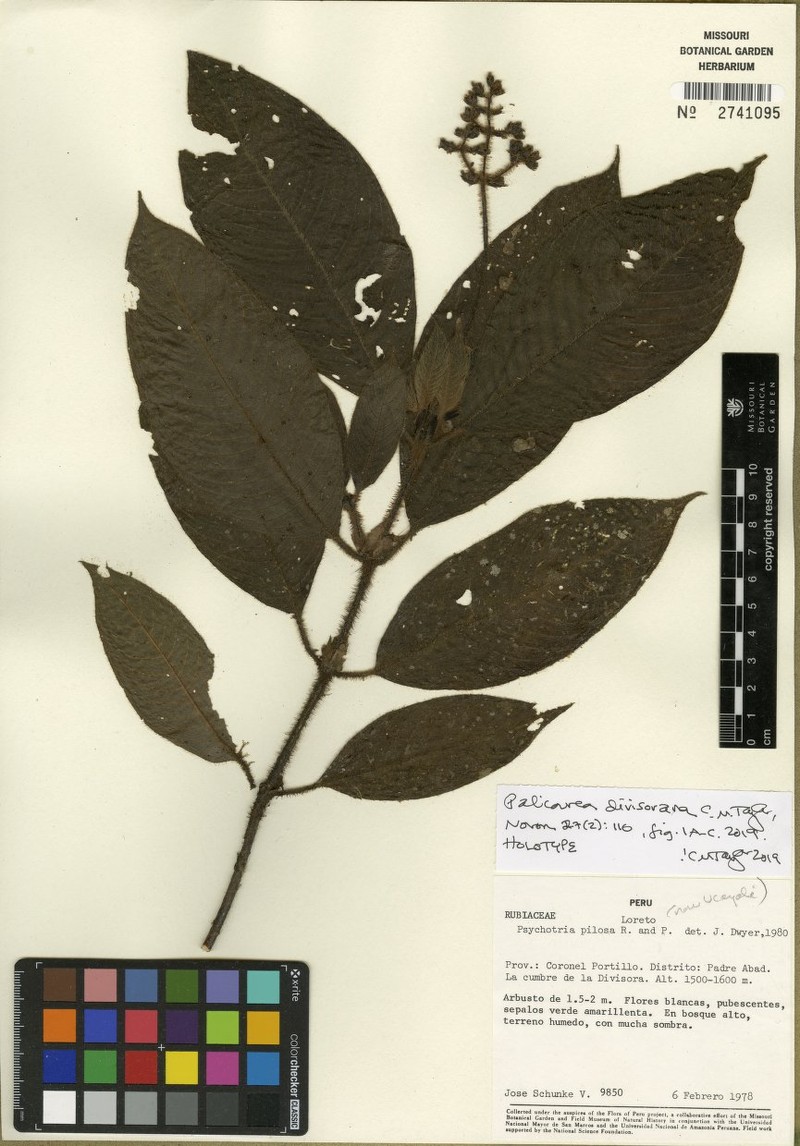 Palicourea divisorana photo 2