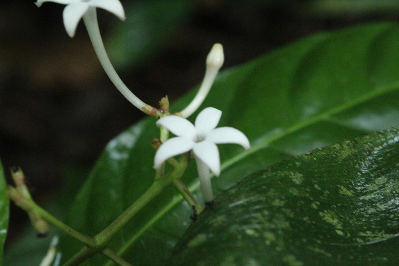 Cheakyberry photo 2